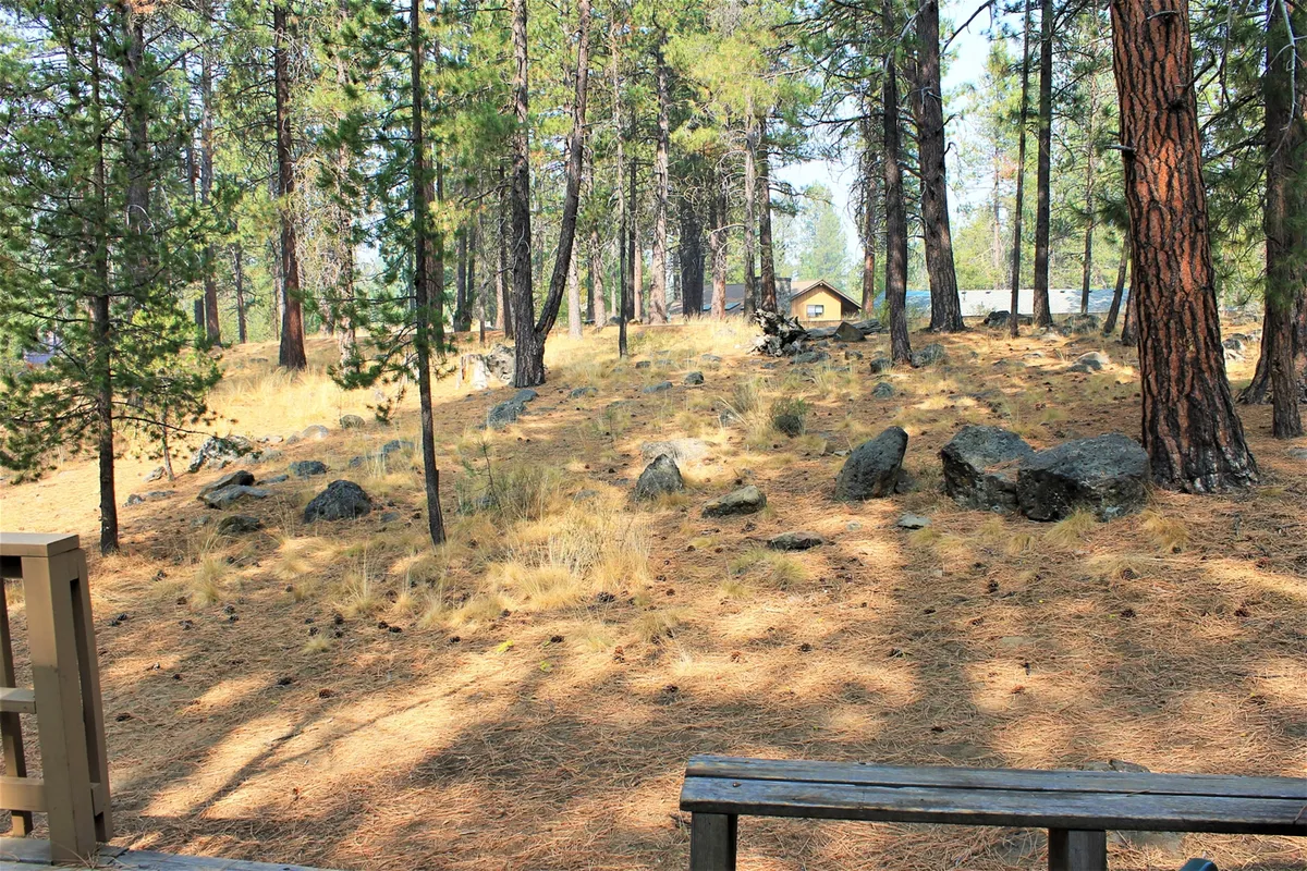 This image features a peaceful exterior scene with tall pine trees, scattered rocks, a wooden bench, and a small cabin in the background. The setting evokes a sense of being immersed in nature, with opportunities for families to relax, observe wildlife, or take a quiet moment after a day of activities.